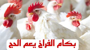 “بكام الفراخ النهارده” تعرف على اسعار الفراخ اليوم الاحد 3 مارس.. يا ترى عامله كام..!!