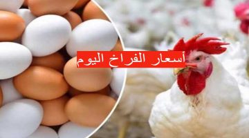 تراجع في أسعار الدواجن!.. سعر الفراخ والبيض اليوم الاثنين 25 مارس 2024 في السوق