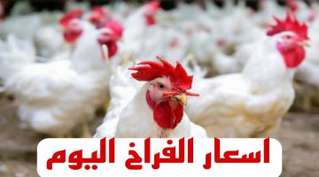 الفراخ بكام النهارده… مفاجأة في اسعار الفراخ اليوم الاحد 31 مارس 2024..!!