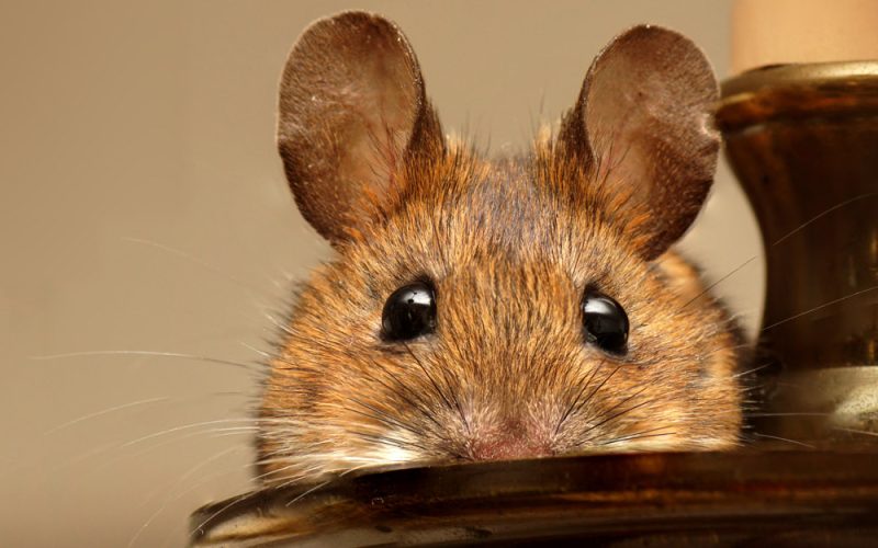 طرق مختلفة للقضاء على الفئران نهائيا بدون مبيدات