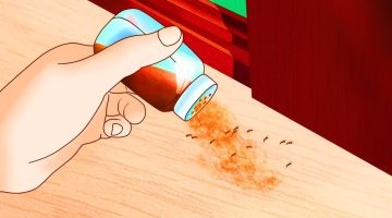 “وداعا للحشرات الزاحفة” طرق فعالة للقضاء نهائيا على الحشرات الزاحفة داخل المنزل بطريقة امنة